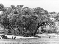 Rezerwat w Chobe (Botswana)